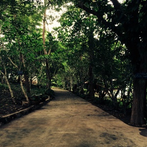 Le chemin s’enfonce sous les arbres dans l’enceinte du Wat Pa Phon Phao, un lieu propice à la réflexion. (Luang Prabang, Laos, août 2014)